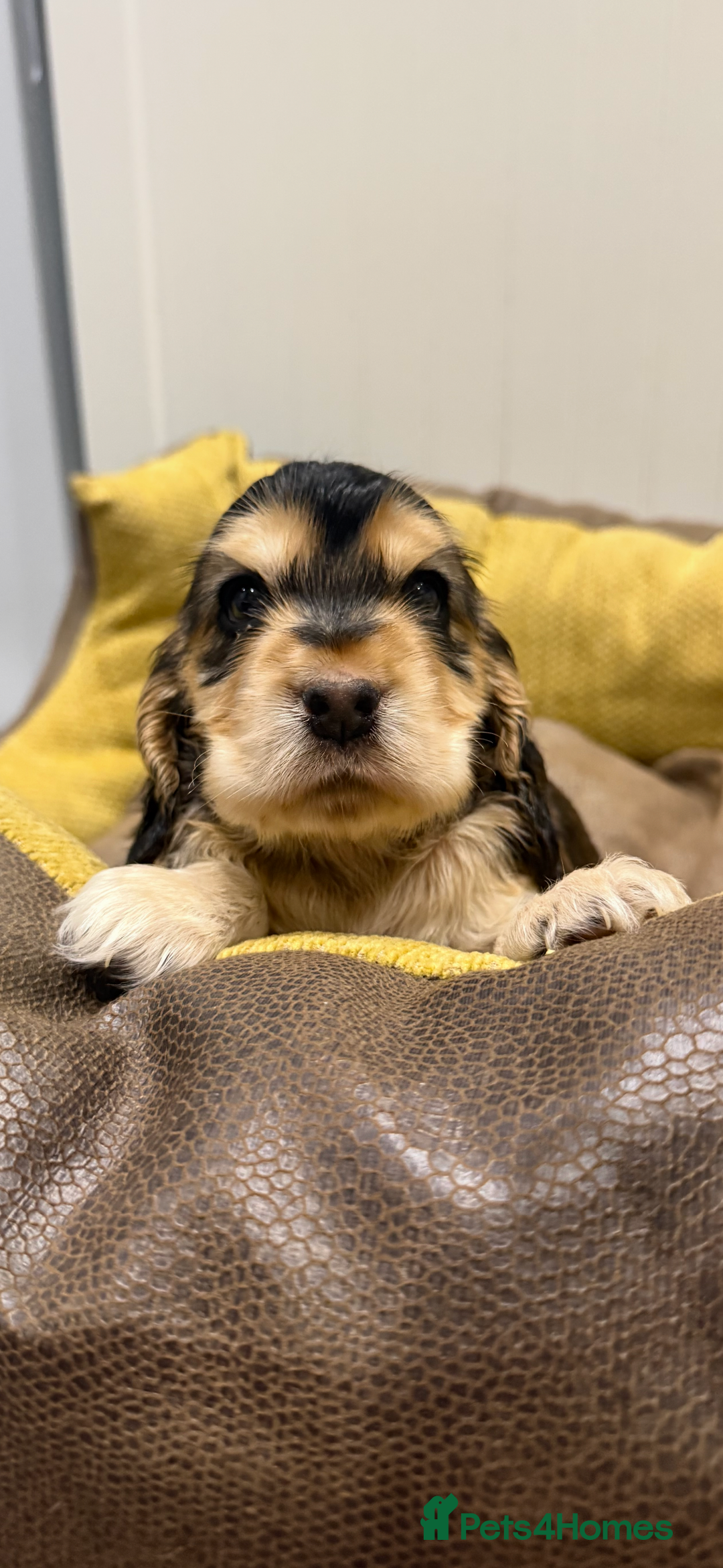 Cocker Spaniel dogs for sale: 🐶 Beautiful Show-Type Cocker Spaniel Puppies 🐶 - Advert 16