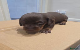 Miniature Dachshund dogs for sale: Mini Daschund Puppies - Image 4