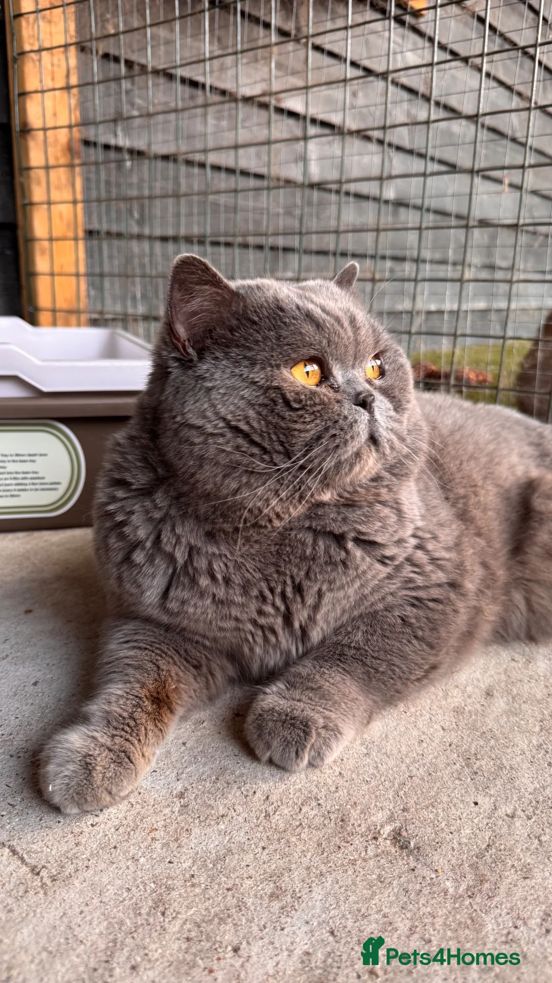 British Shorthair cats for stud: Stunning Blue British Shorthair Stud  - Advert 2