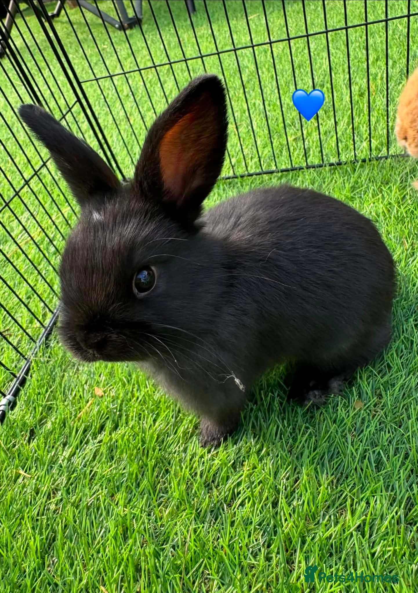 Mini Lop rabbits Mini lops - Advert 1