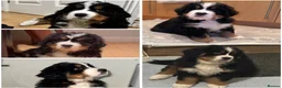 Bernese Mountain Dog dogs for stud: Stunning Bernese Mountain Boy for Stud in Peterborough - Advert 9