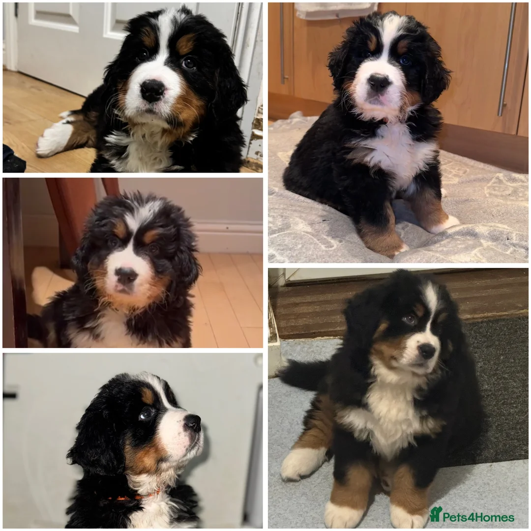 Bernese Mountain Dog dogs for stud: Stunning Bernese Mountain Boy for Stud in Peterborough - Advert 9