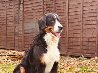 Bernese Mountain Dog dogs Beautiful Girl Looking for Her Forever Home - Advert 15