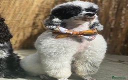 Toy Poodle dogs for stud: Parti Toy Poodle KCregistered PRA PRCD NEG proven - Image 2