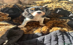 Cavalier King Charles Spaniel dogs for sale: 2 beautiful cavalier King Charles  - Image 6