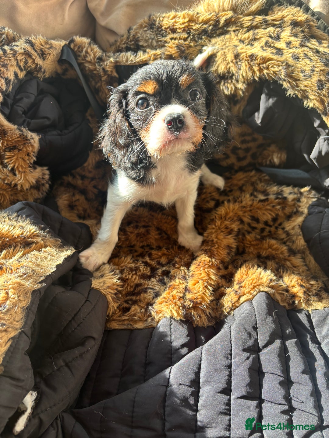 Cavalier King Charles Spaniel dogs for sale: 2 beautiful cavalier King Charles  - Image 6