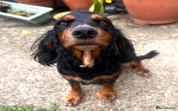 Cocker Spaniel dogs for sale: Beautiful Cocker spaniel puppies  - Image 7