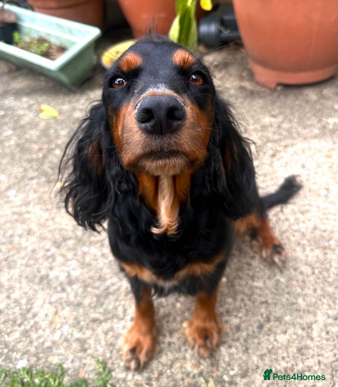 Cocker Spaniel dogs for sale: Beautiful Cocker spaniel puppies  - Image 7