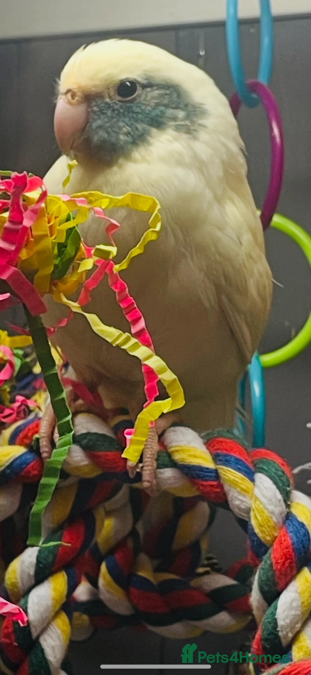 Mixed Breed birds for sale: Female pied kakariki.  in Bedford - Advert 4