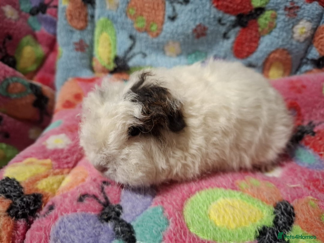 Guinea Pig rodents for sale: Baby PE Golden Sisters/Teddy/sheltie retired sows  - Advert 8