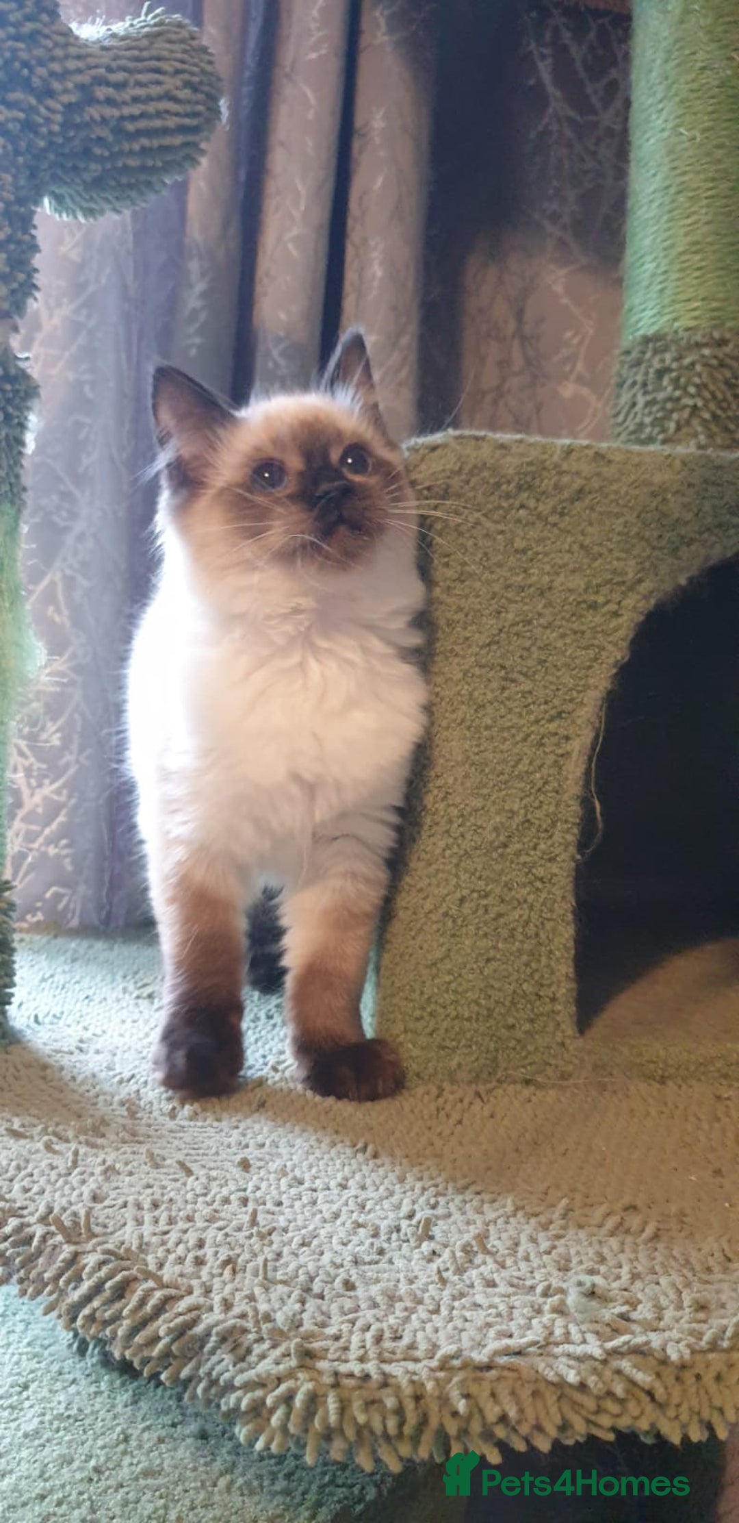 Ragdoll cats for sale: Beautiful GCCF Seal Point Kitten Available. - Advert 7
