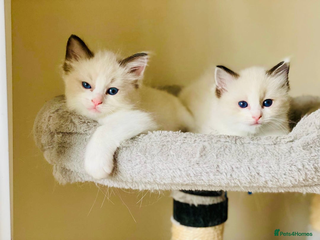 Ragdoll cats for sale: Pure Stunning Ragdoll Kittens - Advert 15