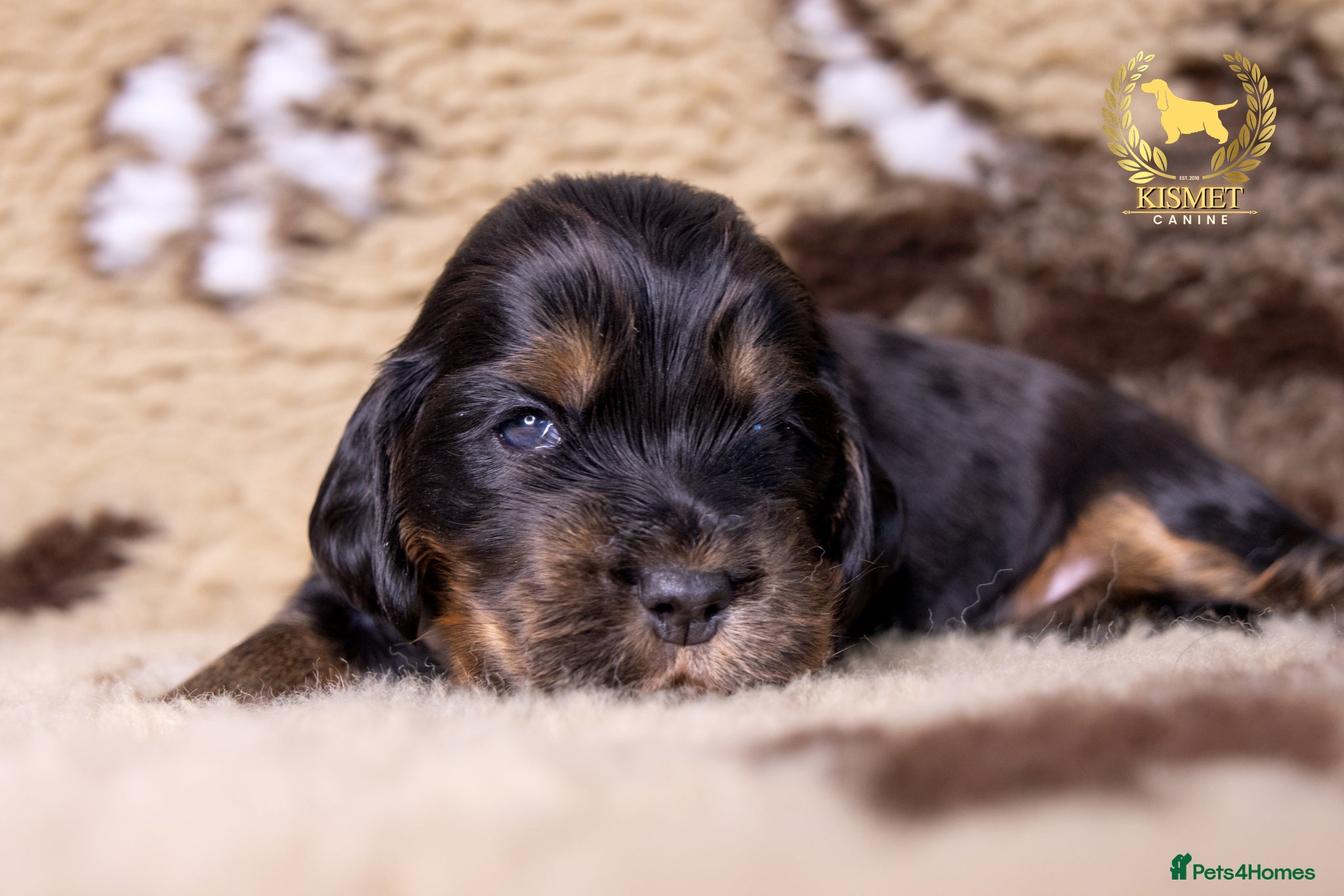 Cocker Spaniel dogs TRUE TO TYPE SHOW COCKER SPANIELS - Advert 2