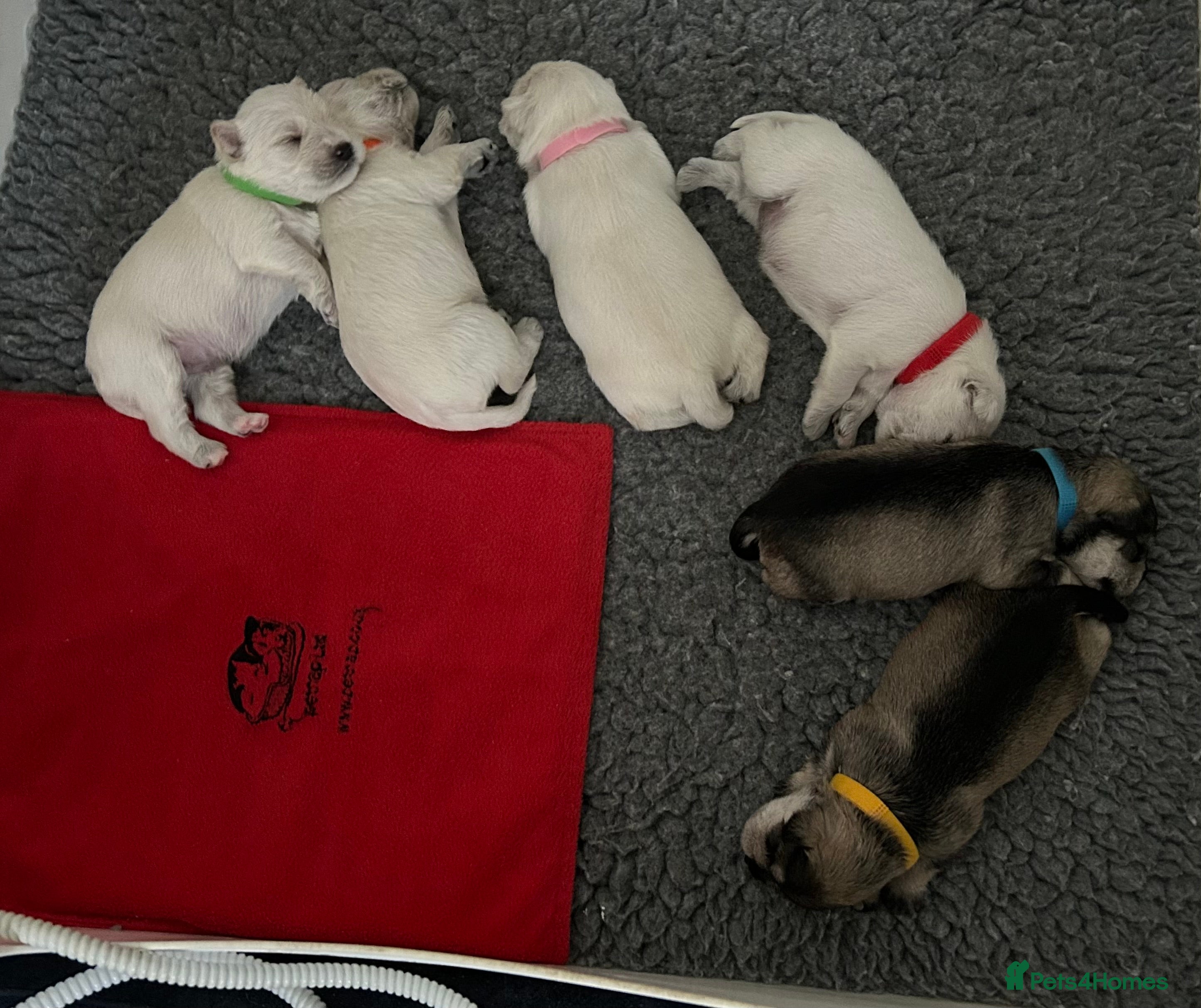 Miniature Schnauzer dogs Stunning KC Reg Miniature Schnauzers - Advert 10