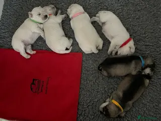 Miniature Schnauzer dogs Stunning KC Reg Miniature Schnauzers - Advert 10