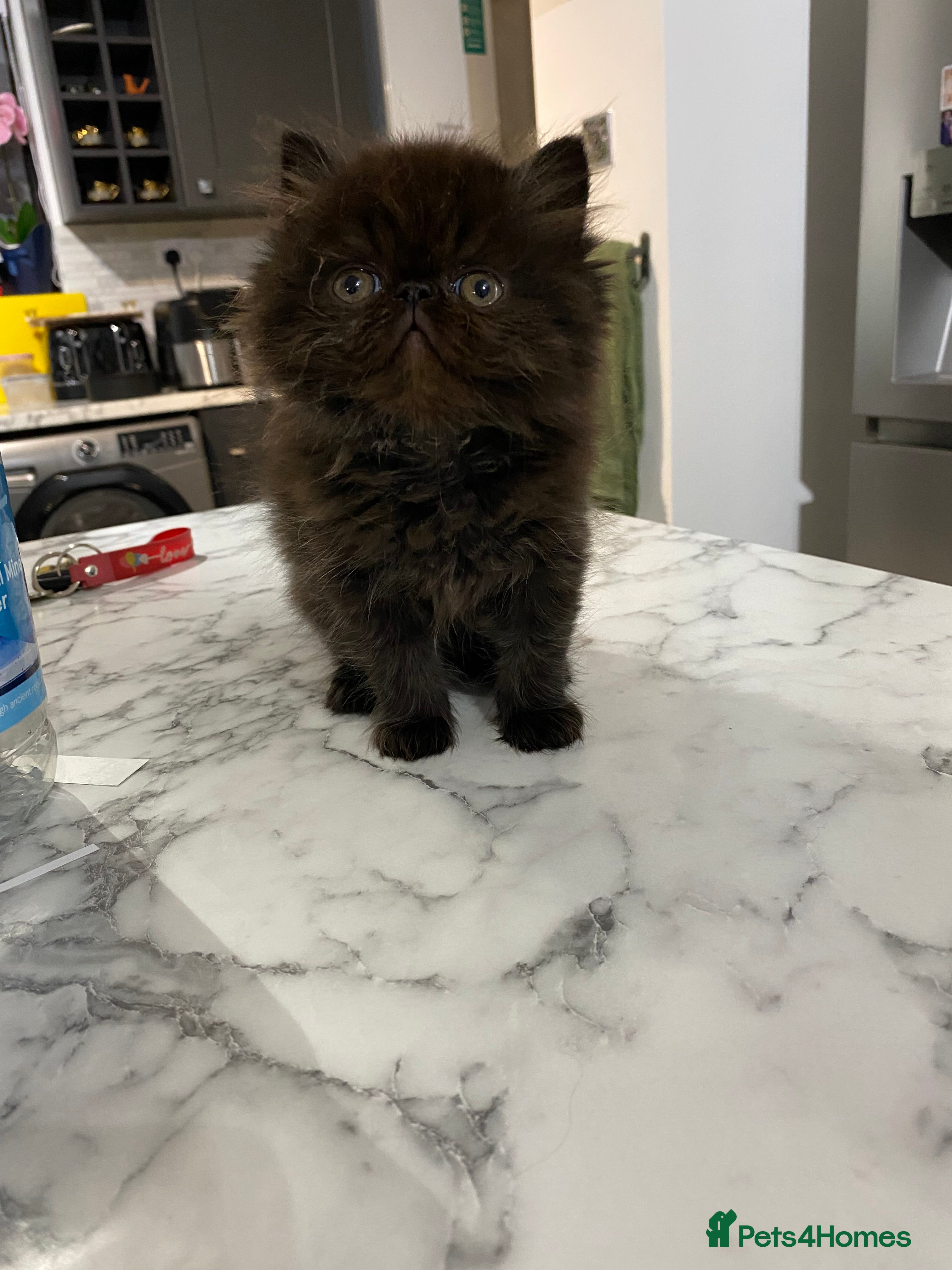 Persian cats Our beautiful litter of 3 Persian x  kittens - Advert 5