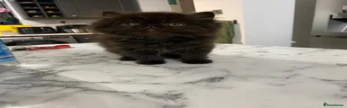 Persian Kitten 3