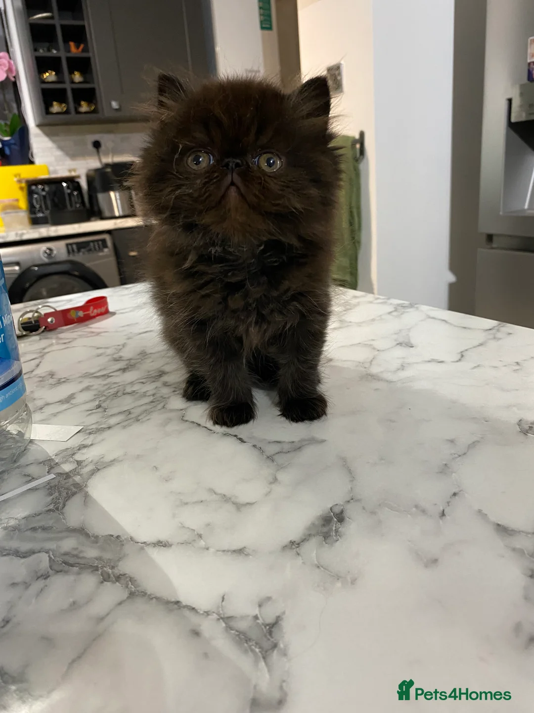 Persian cats for sale: Our beautiful litter of 3 Persian x  kittens - Advert 1