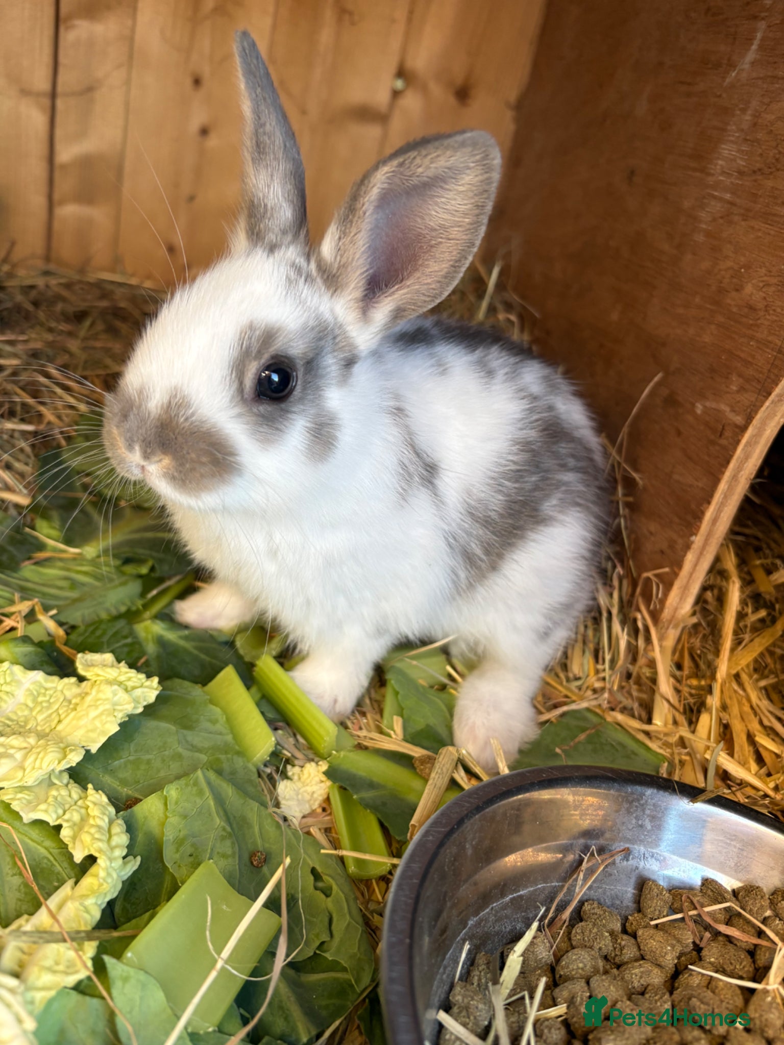 Mixed Breed rabbits Adorable Dutch Cross Baby Buck Rabbits for Sale - Advert 6