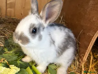 Mixed Breed rabbits Adorable Dutch Cross Baby Buck Rabbits for Sale - Advert 6