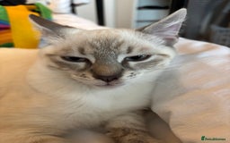 Siamese cats for sale: 2 x white female kitten  - Image 8