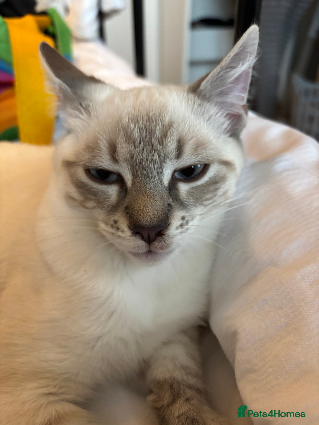 Siamese cats for sale: 2 x white female kitten  - Image 8