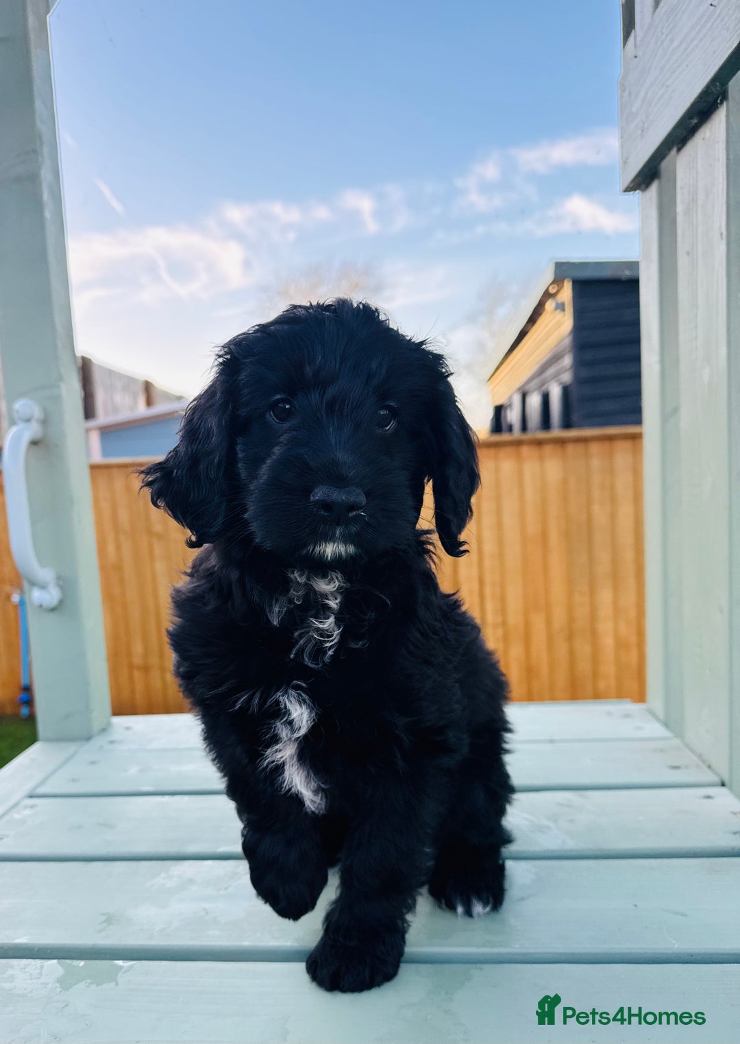 Cockapoo dogs for sale: Cockapoo Babies 🐾🐾🐾 - Advert 10