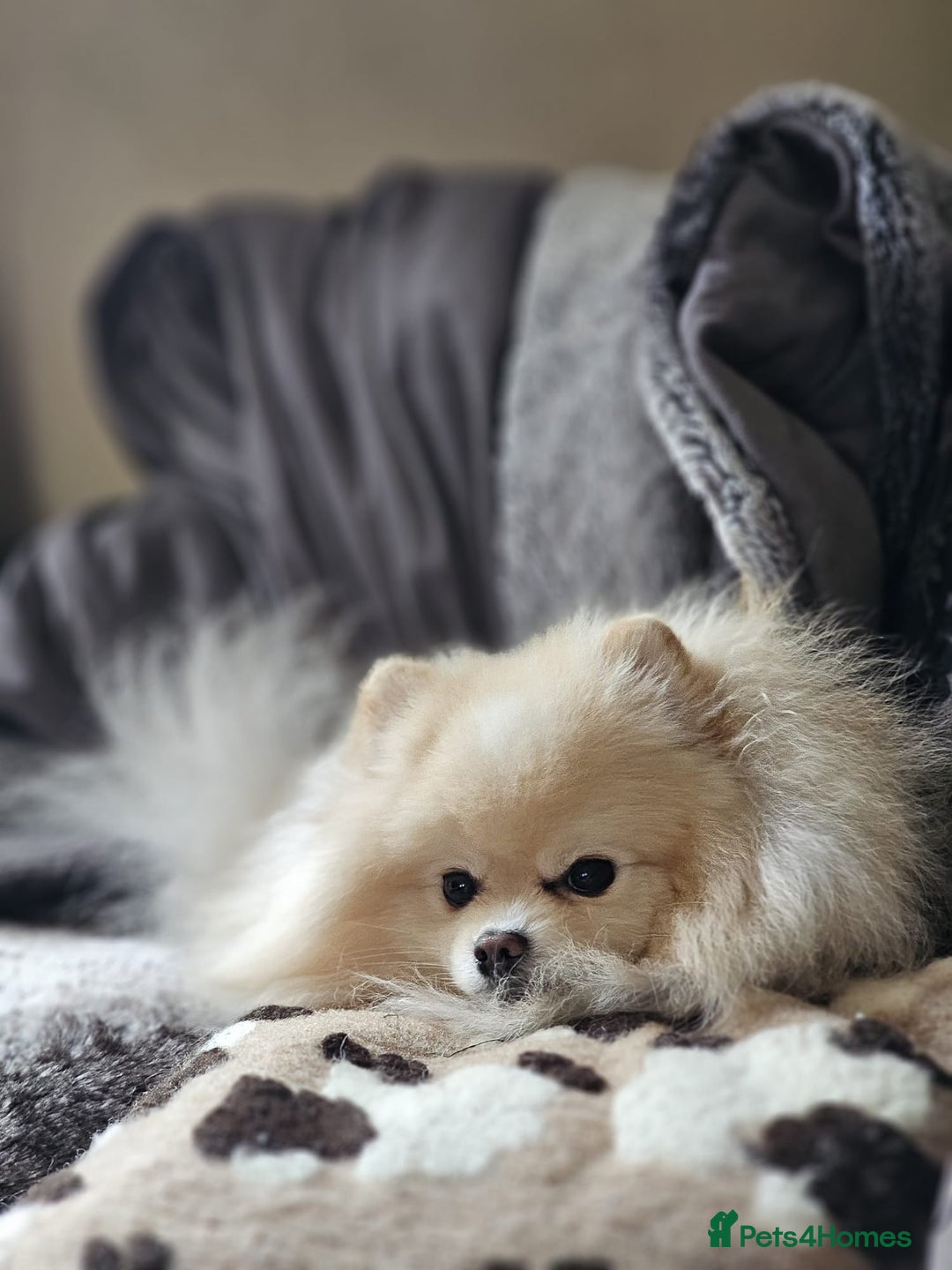Pomeranian dogs for stud: KC Stunning coat Cream boy for stud  in Borehamwood - Advert 3