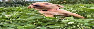 Labrador Retriever 4