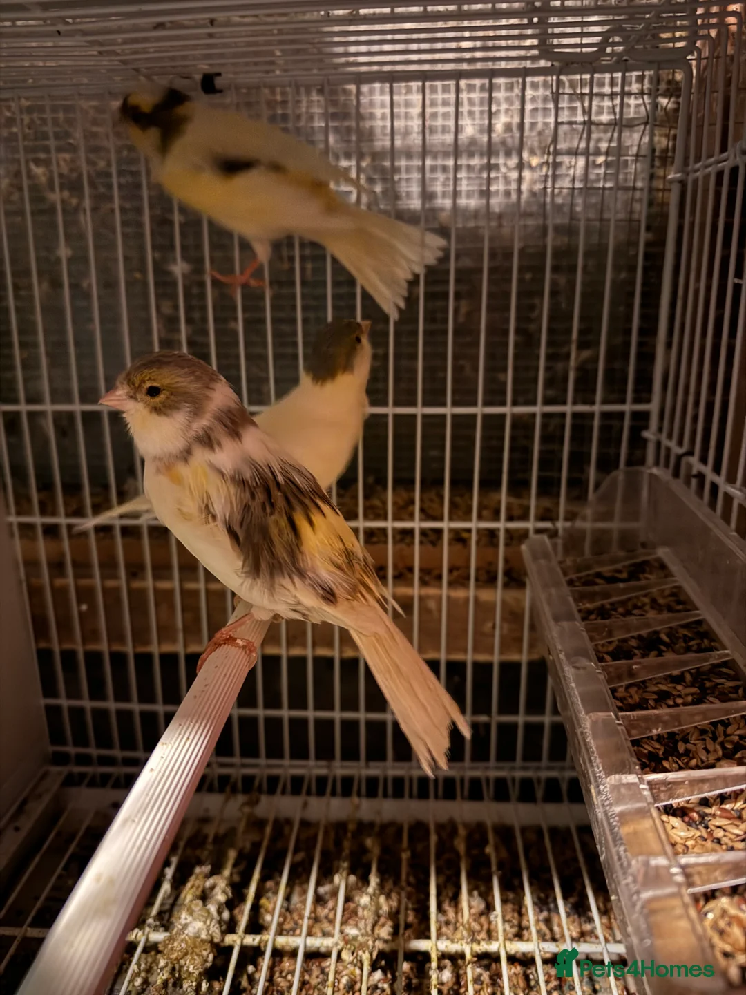 Canaries birds for sale: Canary for sale - Advert 3