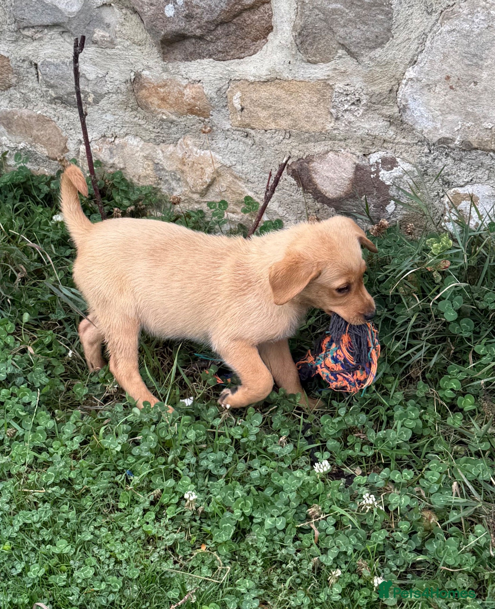 Labrador Retriever dogs 🖤🧡1 yellow/red girl available to view.  - Advert 1