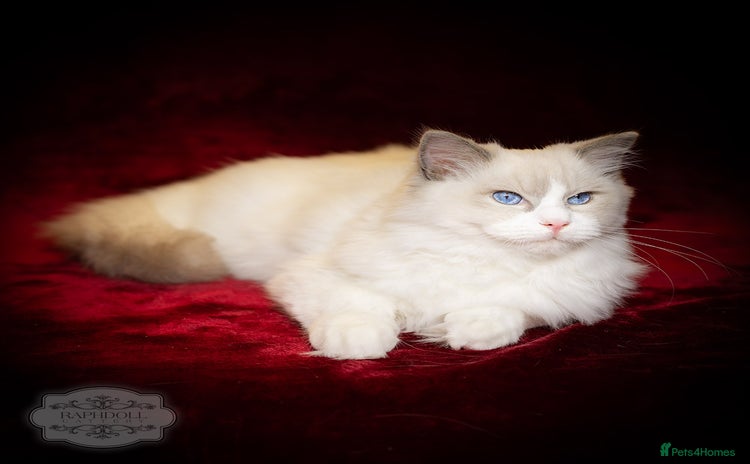Ragdoll cats Ragdoll Blue Bicolor Kitten Boy LRBC SHOW TICA - Advert 5