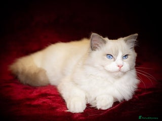 Ragdoll cats Ragdoll Blue Bicolor Kitten Boy LRBC SHOW TICA - Advert 11