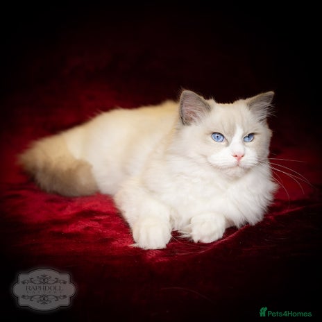 Ragdoll cats Ragdoll Blue Bicolor Kitten Boy LRBC SHOW TICA - Advert 5