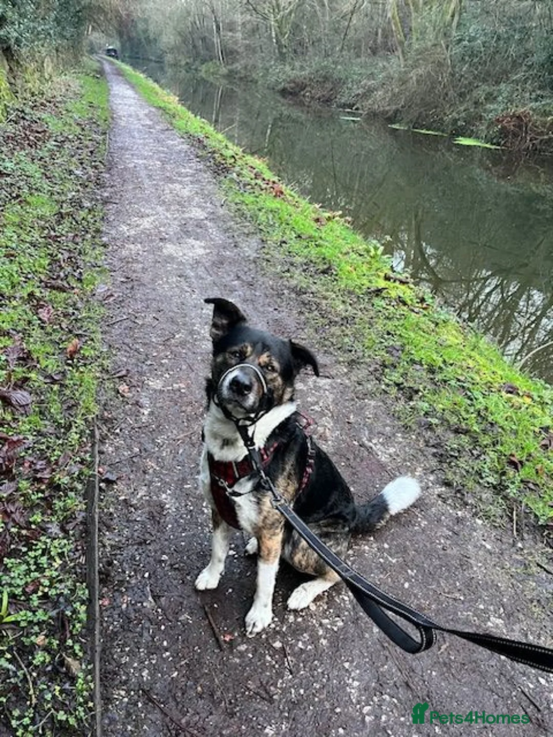 Mixed Breed dogs for sale: Axel - Akita Cross in Stockport - Advert 1