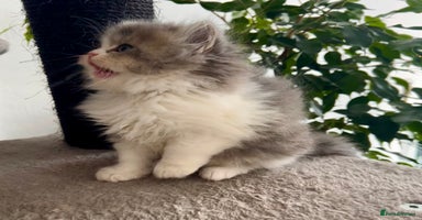 Selkirk Rex cats Selkirk rex kittens 😻 - Advert 6