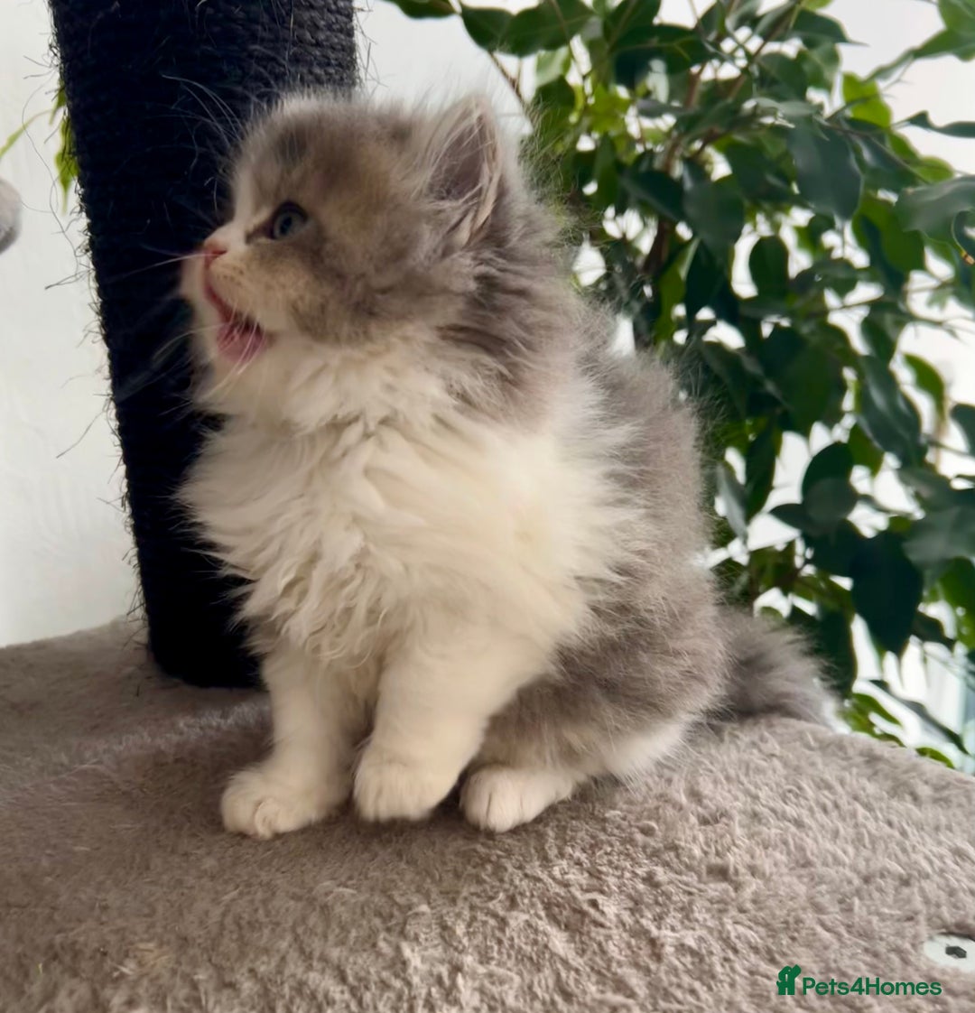 Selkirk Rex cats for sale: Selkirk rex kittens 😻 - Image 9