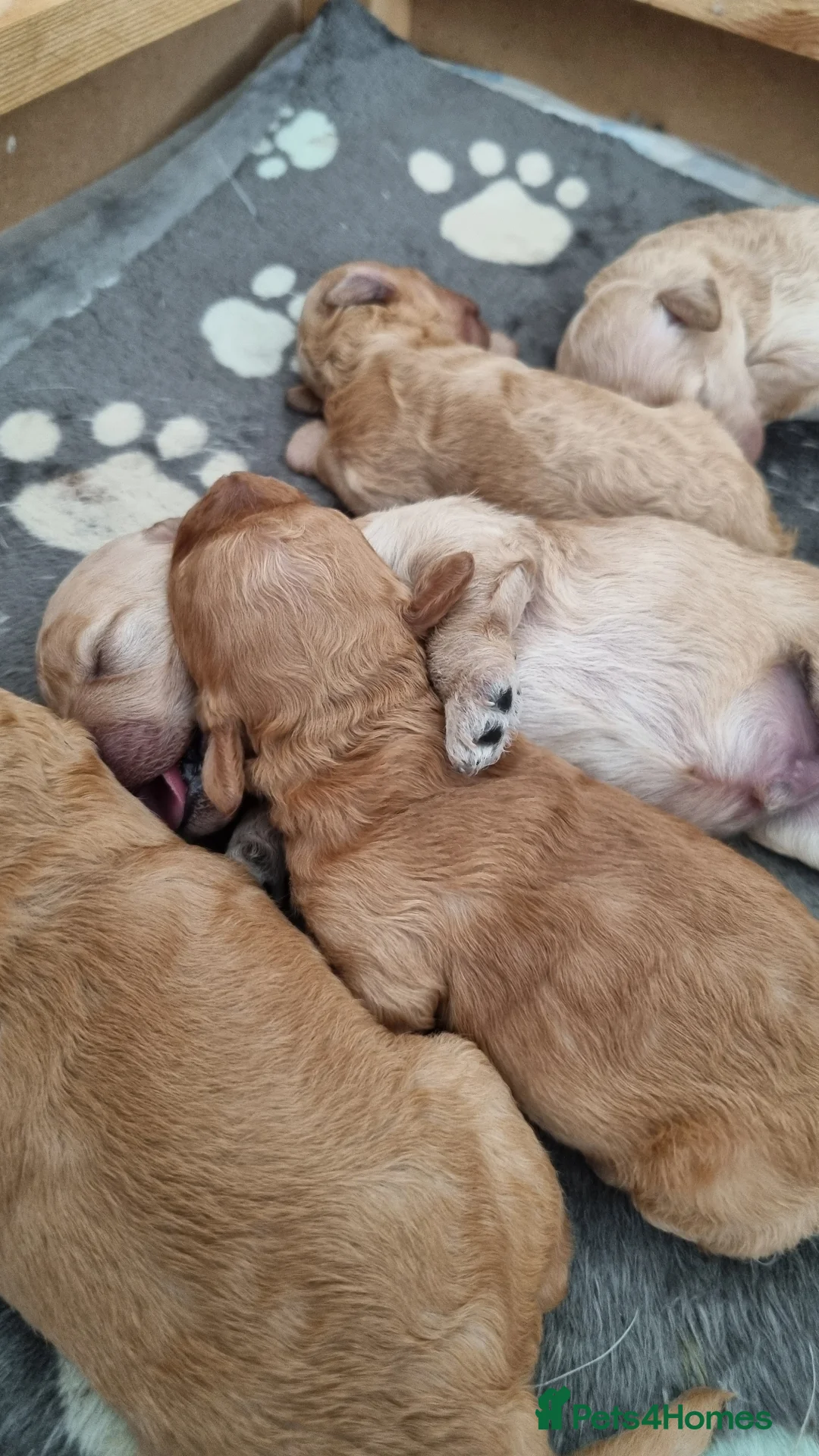 Cavapoo dogs for sale: F1b cavapoos  - Advert 2