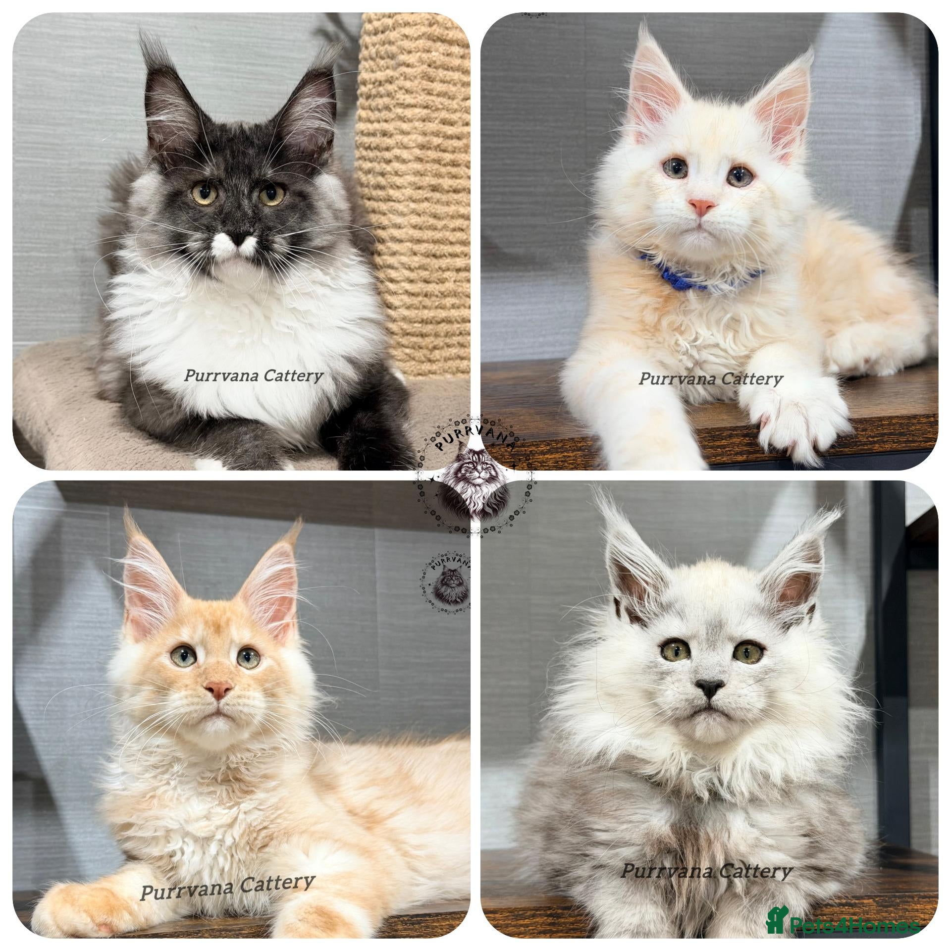 Maine Coon cats TICA registered Maine coon kittens  - Advert 1