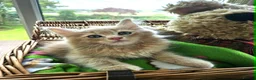 Maine Coon cats for sale: **FABULOUS GORGEOUS MAINE COON KITTYS READY NOW ** - Advert 2