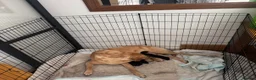 Labrador Retriever dogs for sale: 6 beautiful lab girls  in Surbiton - Advert 2