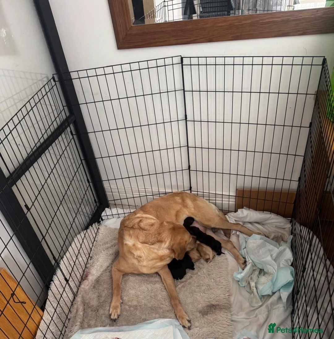 Labrador Retriever dogs for sale: 6 beautiful lab girls  in Surbiton - Advert 2