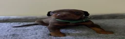 Dobermann dogs for sale: 🏆 Exceptional KC Registered Dobermann Puppies 🏆 - Advert 1