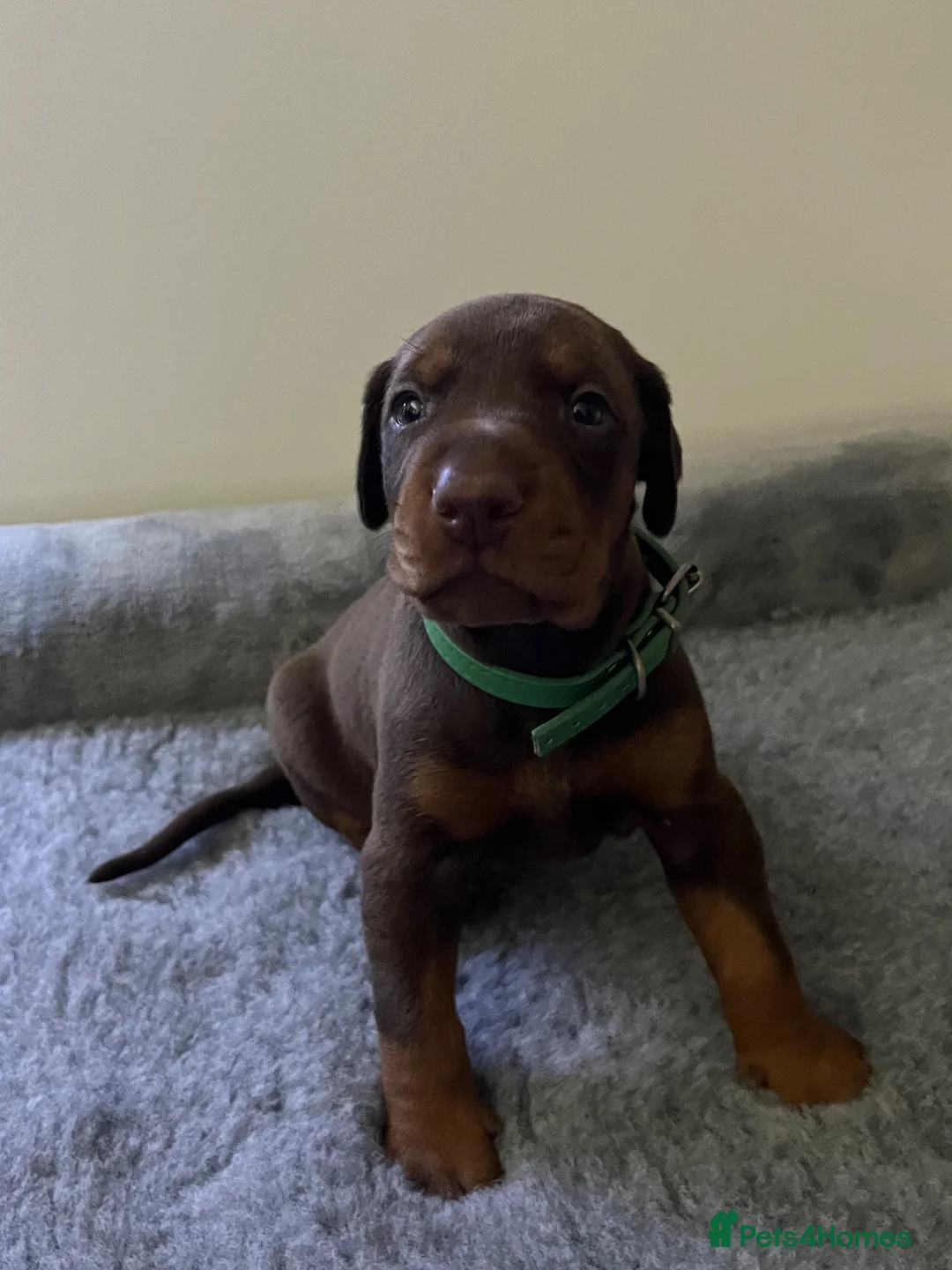 Dobermann dogs for sale: 🏆 Exceptional KC Registered Dobermann Puppies 🏆 - Advert 1
