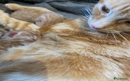 Mixed Breed cats for sale: Beautiful ginger tabby kittens - Image 2