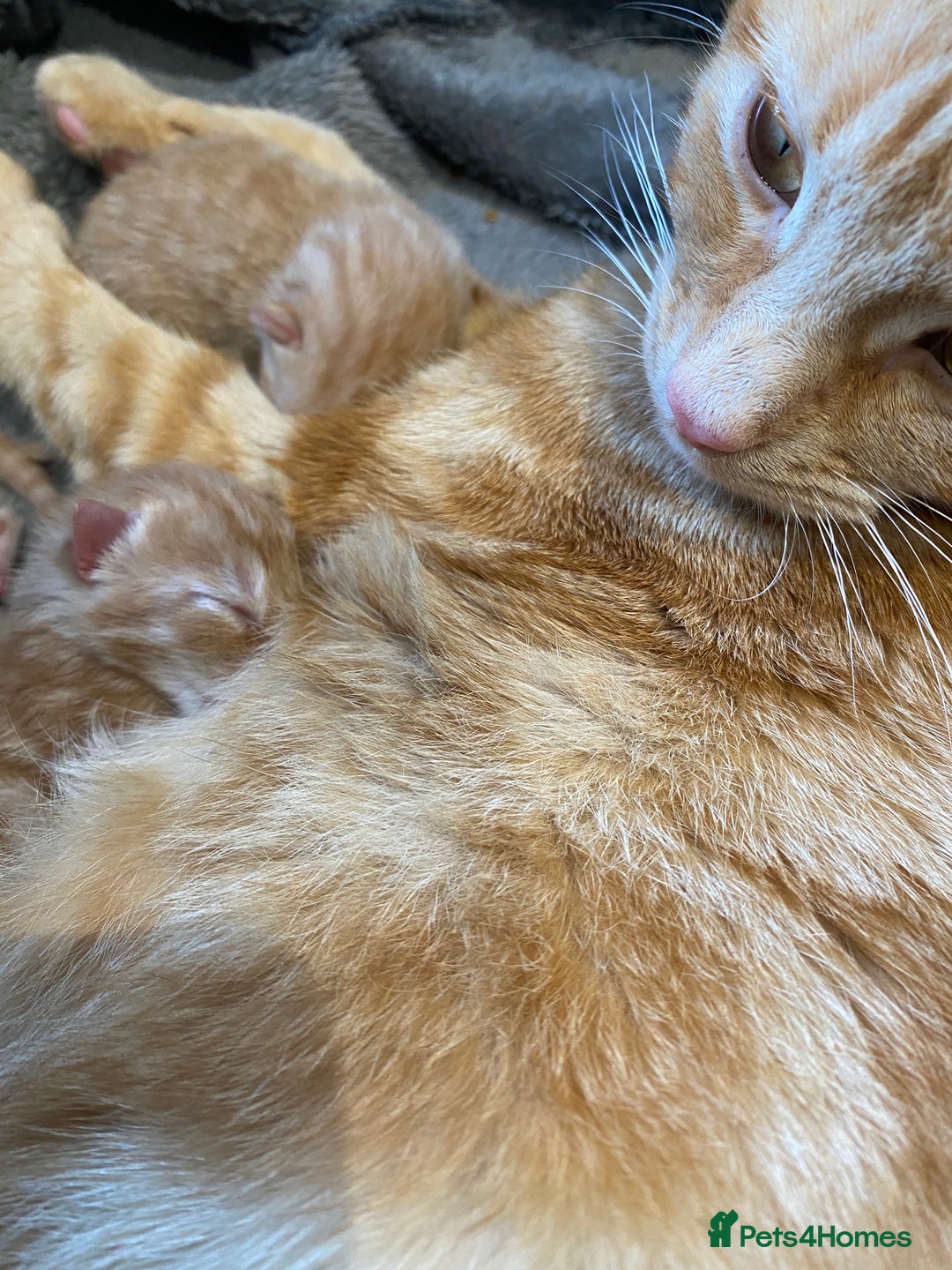 Mixed Breed cats for sale: Beautiful ginger tabby kittens - Image 2