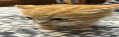 Biscuit 