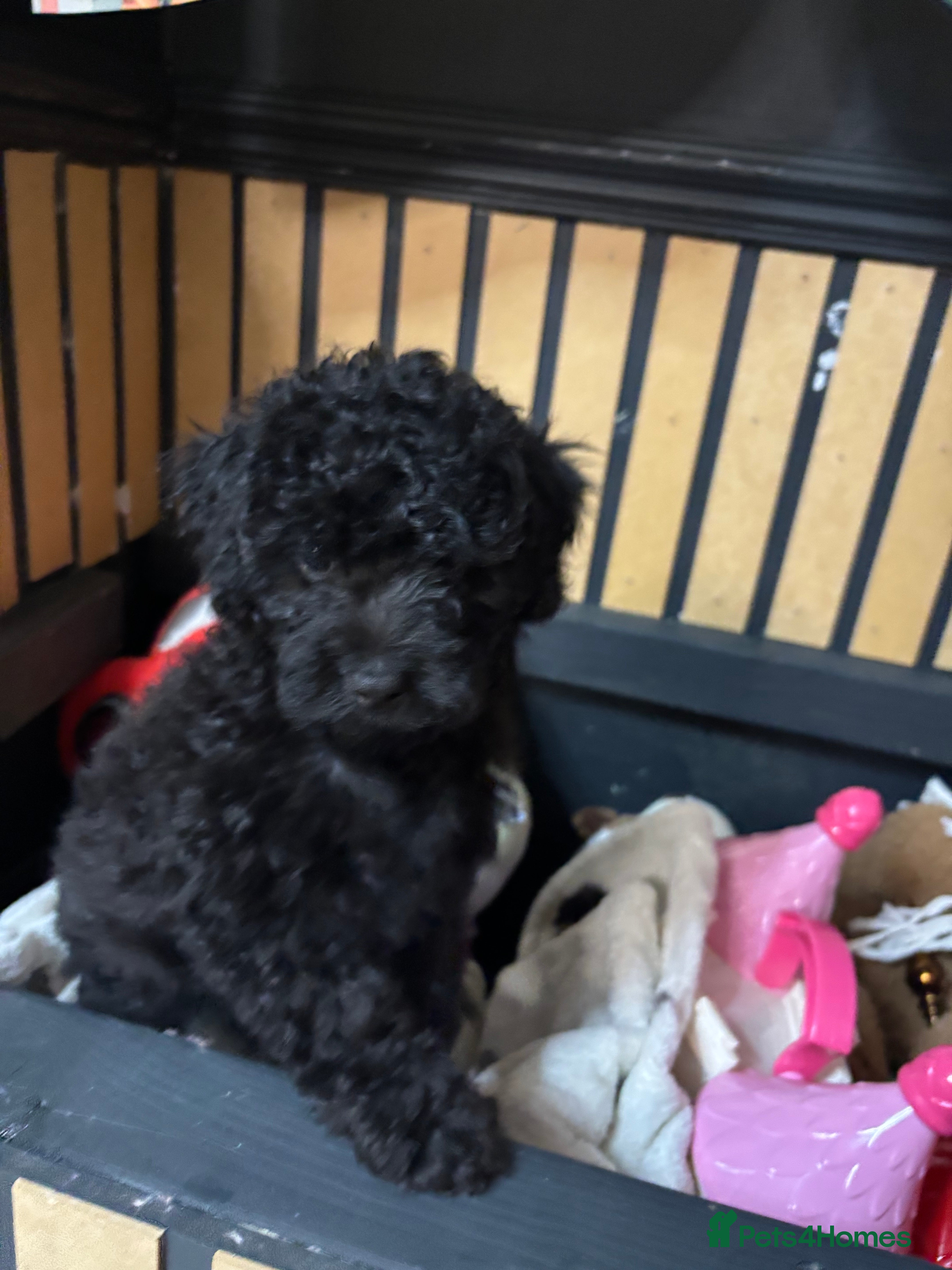 Cavapoo dogs F1B Cavapoo - Advert 7