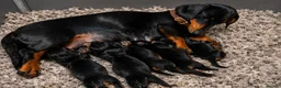 Miniature Dachshund dogs for sale: Scrumptious Black & Tan miniature Dachshund Pupps - Advert 2