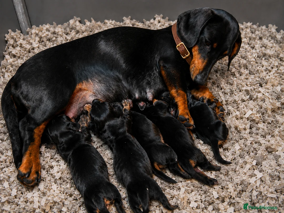Miniature Dachshund dogs for sale: Scrumptious Black & Tan miniature Dachshund Pupps - Advert 2